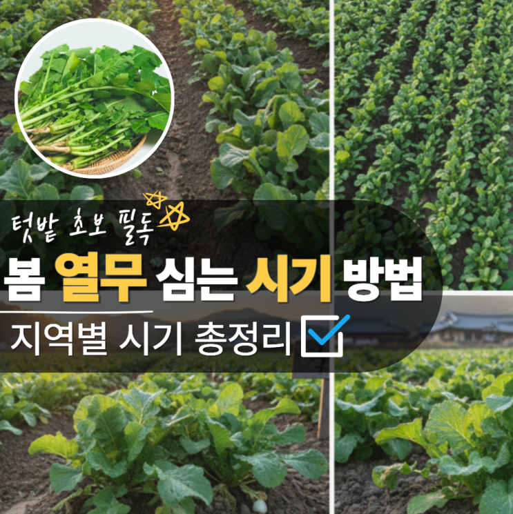  봄열무심는시기 방법 파종시기 간격