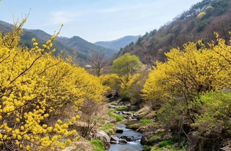  생강나무 꽃말과 개화 시기 그리고 국내 명소 추천