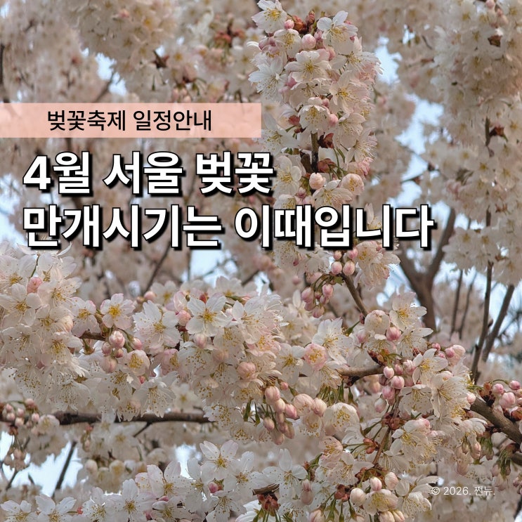  "석촌호수 VS 여의도" 2026 서울 벚꽃축제 일정 놓고 보니 비교되네요..