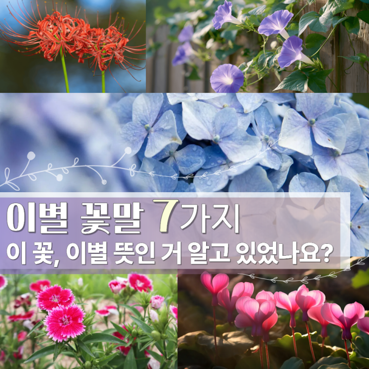  이별 꽃말 모음 꽃 종류 7가지