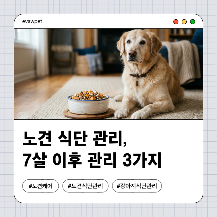  노견 식단 관리, 7살 이후 꼭 바꿔야 할 습관 3가지