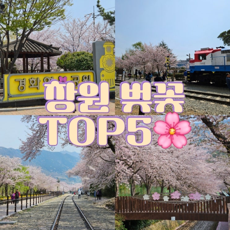  봄 나들이 가기 좋은 창원 벚꽃 명소 TOP5