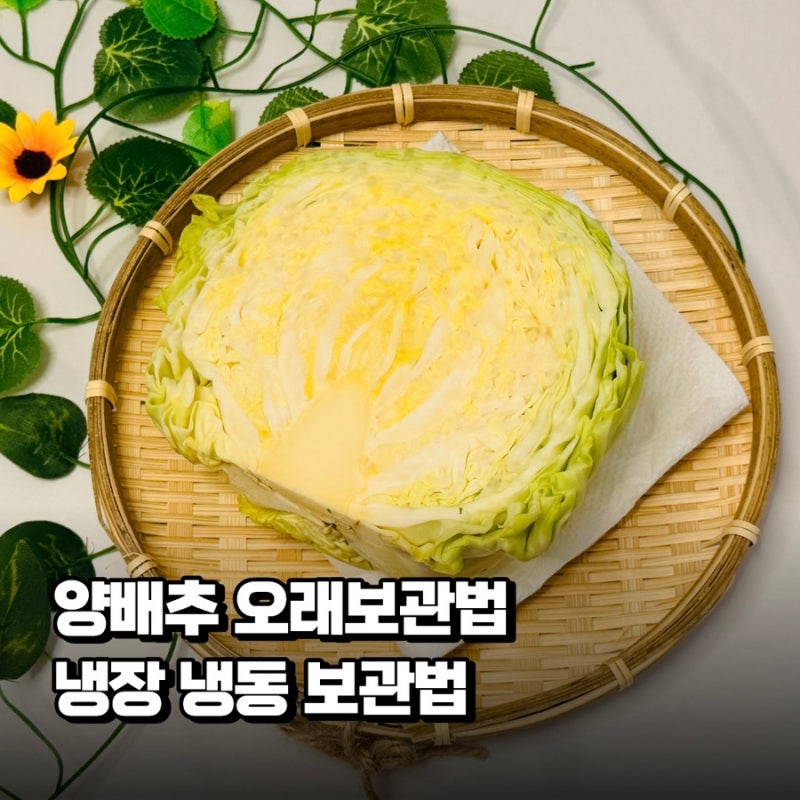 양배추 보관법 채썬 상태로 냉장 냉동 오래 먹는 법