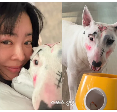이혜영, 반려견 풀메이크업했다 "제정신이냐"...동물 학대 논란 일파만파