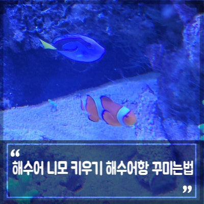 해수어 니모 키우기 제대로 시작하기 흰동가리 수명과 먹이 해수어항 꾸미는법