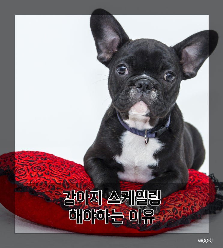  강아지 스케일링 해야하는 이유와 주기