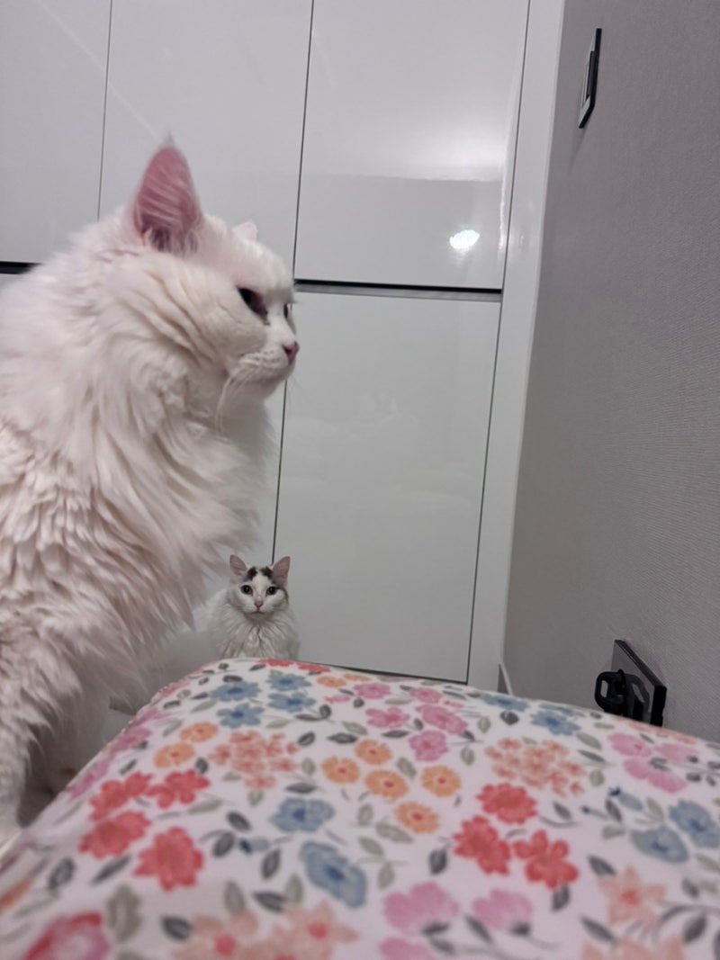버니 간병 일기 #2 고양이 신부전 사료 유산균 추천! 몬지 레날, 레나딜 아조딜 비교