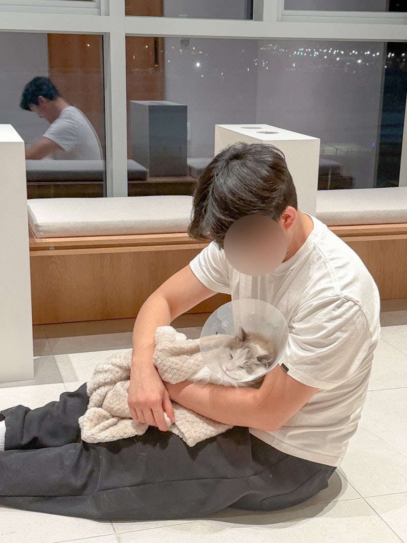 마이브라운 펫보험 가입 고양이 찐후기, 파트너병원