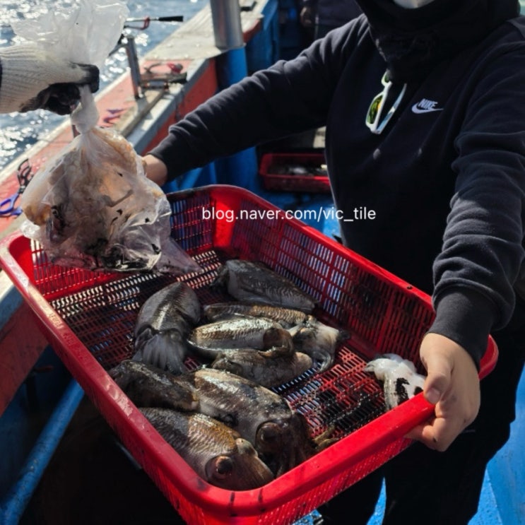  제주도 갑오징어 선상낚시 제라진과 항구 낚시 볼락과 쥐치까지