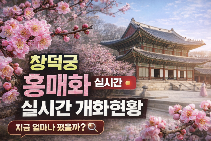  창덕궁 홍매화 실시간 개화현황, 지금 가면 가장 예쁜 시점은?