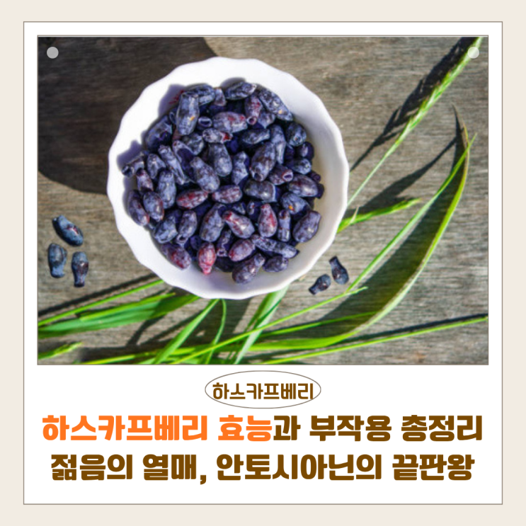  하스카프베리 효능과 부작용 총정리 | 젊음의 열매, 안토시아닌의 끝판왕 제대로 알기