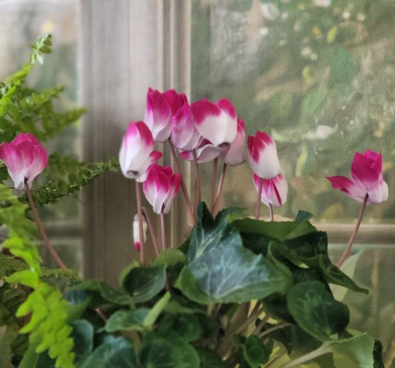시클라멘 키우기-구근 심기, 꽃 개화, 씨앗 심기, 번식, 파종과 발아