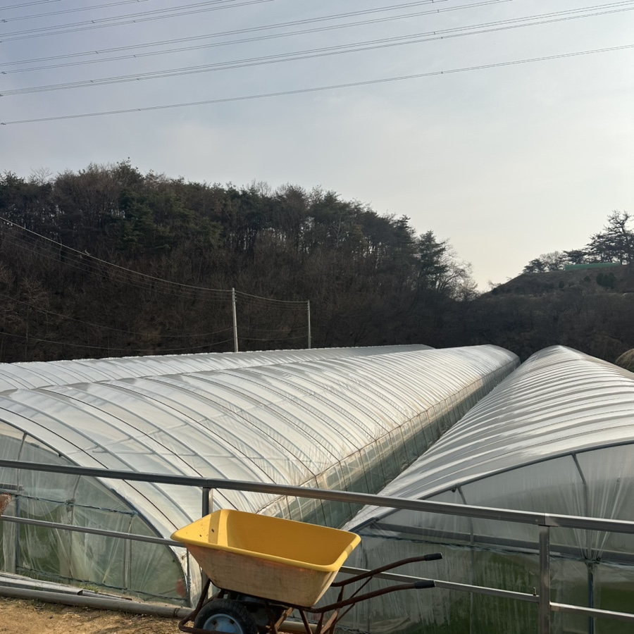 녹동막골미나리 사진 3