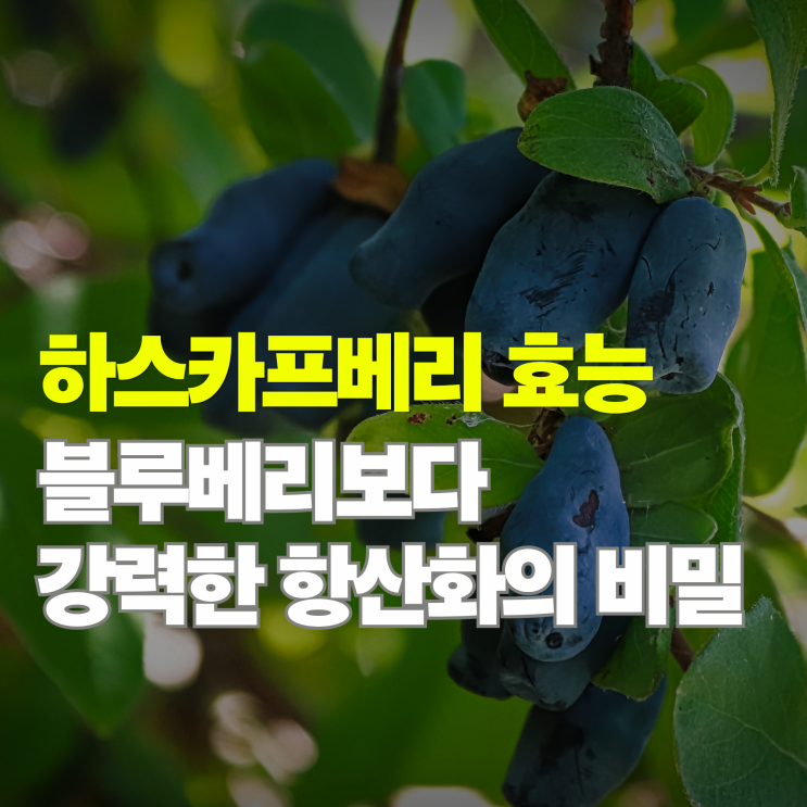  하스카프베리 효능 '이것'보다 낫다? 노화 방지 치트키
