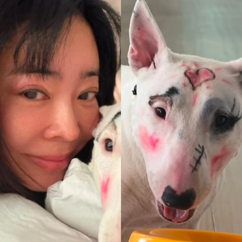 "제정신인가" 이혜영, 반려견 '풀메이크업' 공개... 선 넘은 동물학대 논란