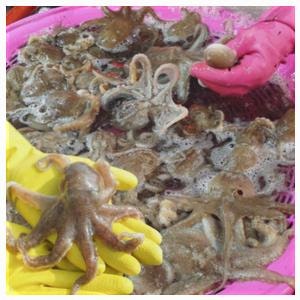 가성비 국내산 서해안 활 쭈꾸미 생물 국산 제철 1키로 1kg 2kg 생쭈꾸미 알쭈꾸미 베스트셀러