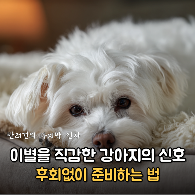  "엄마 그동안 행복했어요" 강아지 죽기 전 증상 5가지