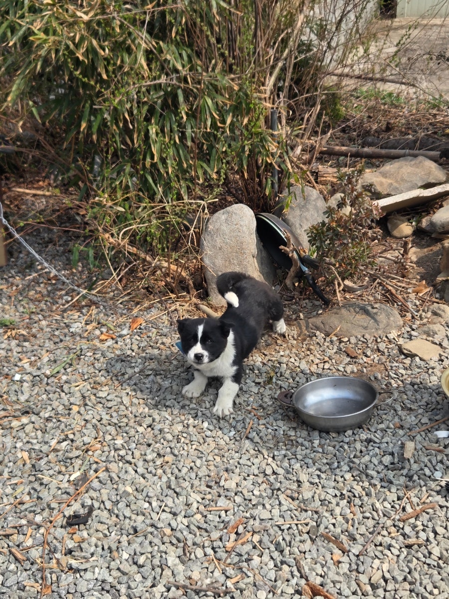 샤론전통찻집 사진 4