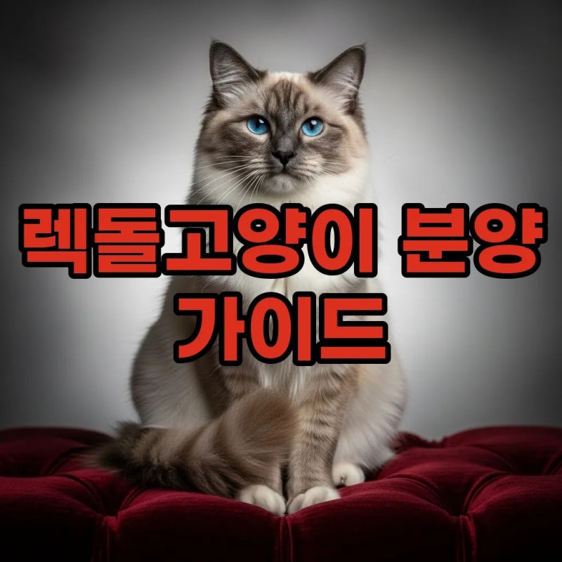 렉돌고양이 분양 시 주의할 성격과 렉돌 고양이 가격 정보