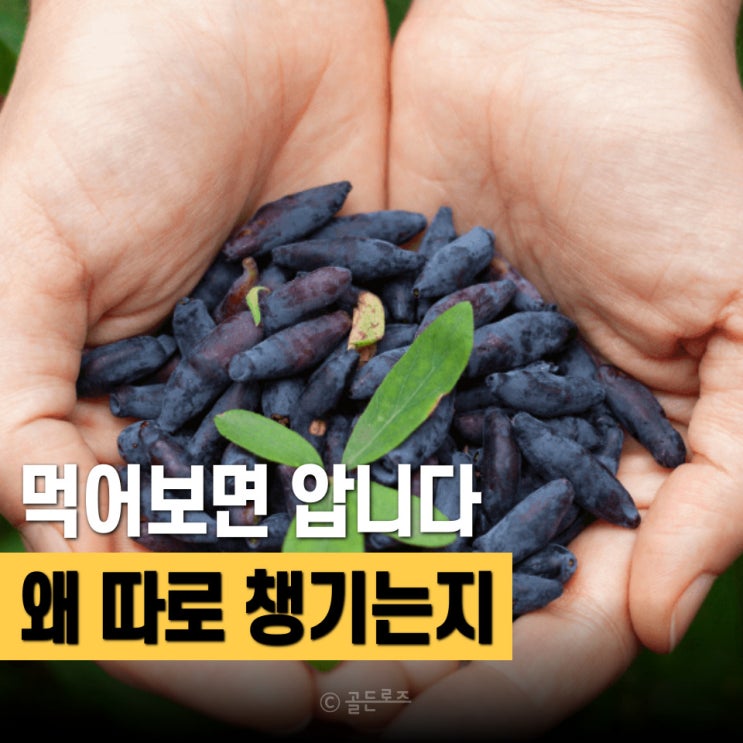  하스카프베리 효능 뭐길래… 그냥 블루베리인 줄 알았는데 다르더라