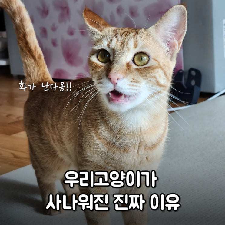  우리 고양이가 '악마'가 된 결정적 이유 4가지
