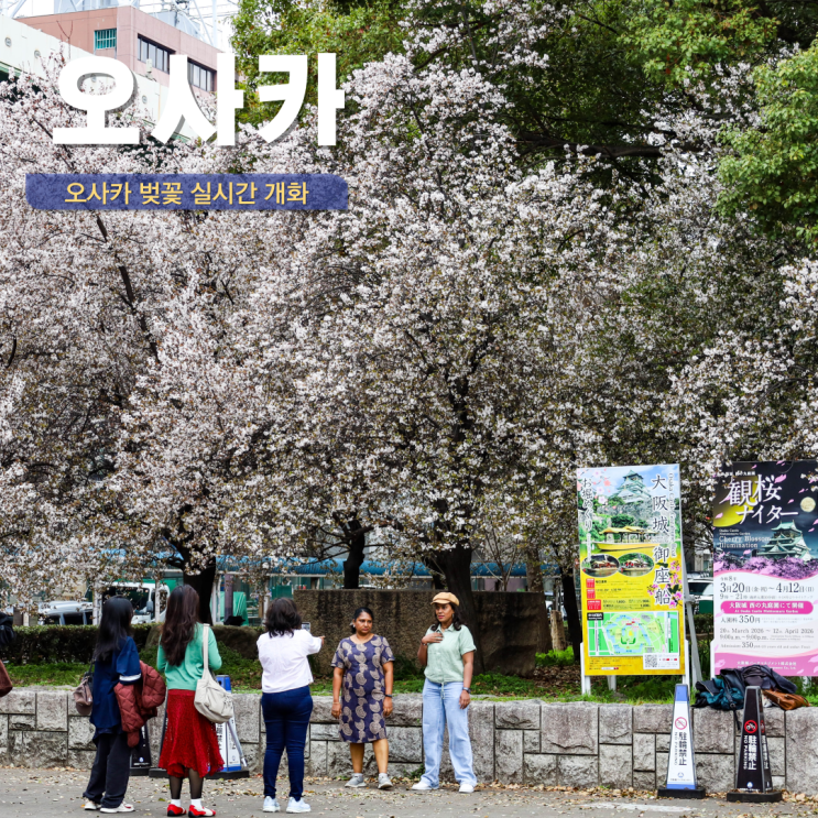  일본 오사카 벚꽃 개화 시기 실시간 3월 현황 오사카성 벚꽃축제