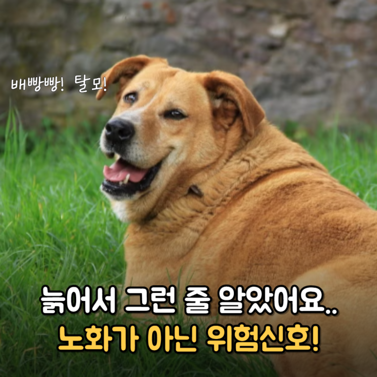 "단순 노화인 줄 알았지?" 소리없이 다가오는 강아지 쿠싱증후군 A-Z