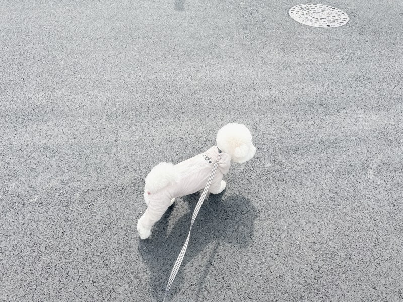 강아지꿈, 강아지 잃어버리는꿈 안는꿈 무슨뜻?