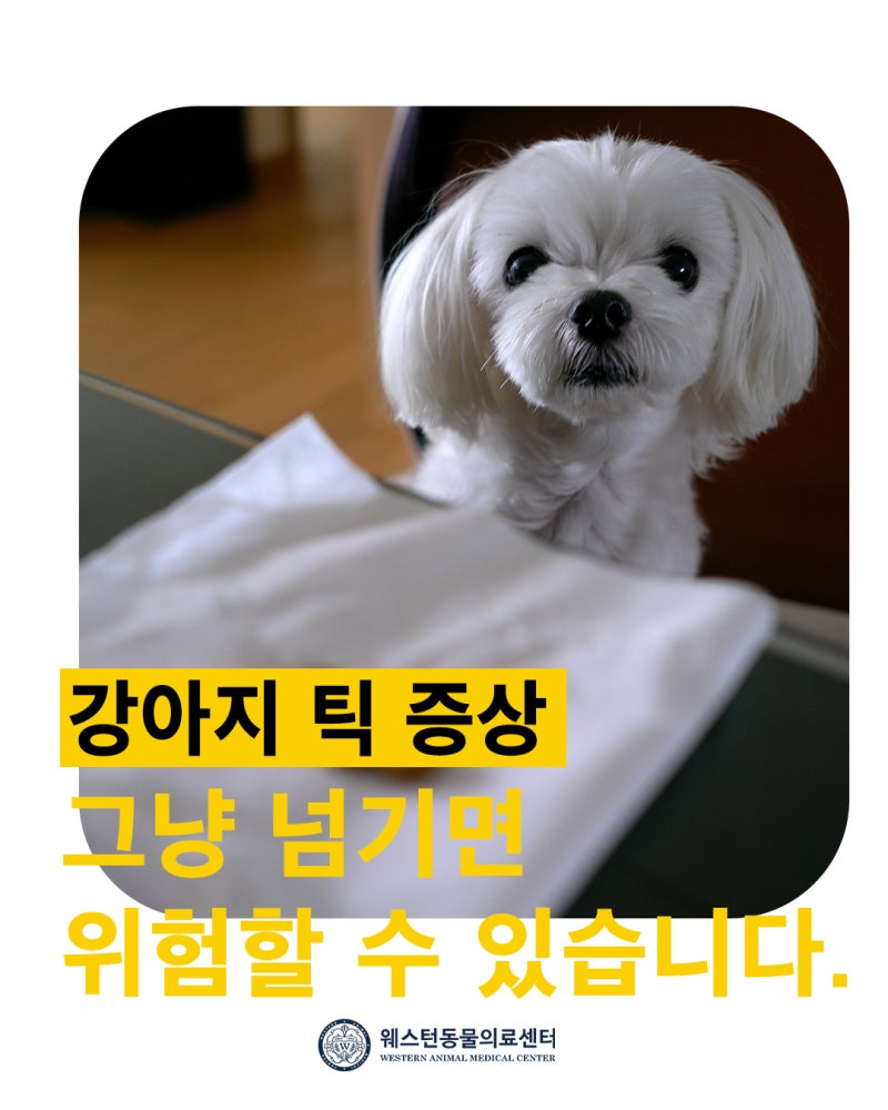 강아지 틱, 증상 그냥 넘기면 위험할 수 있습니다