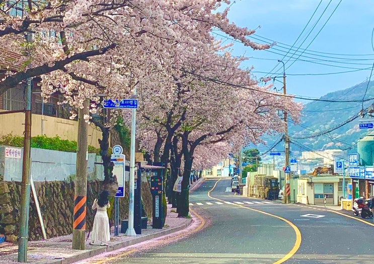  부산 산복도로에서 이렇게나 멋진 벚꽃 명소 사진 풍경들을 볼 수 있다니.
