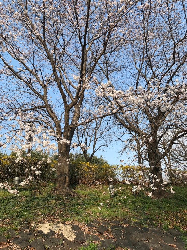  전남 벚꽃 명소 - 순천 동천 벚꽃길 동천 테라스