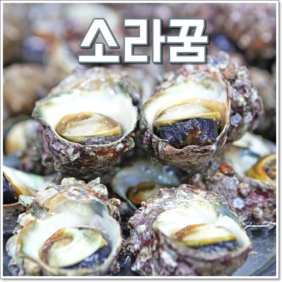 소라꿈 해몽 소라줍는꿈 풀이 기회와 재물운 상승