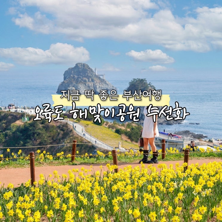  부산여행 오륙도 수선화 해맞이공원 부산 꽃구경