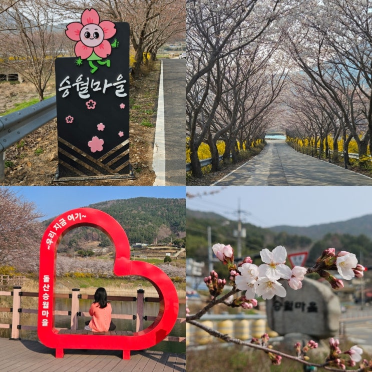  여수 벚꽃명소 승월마을 봄 나들이 꽃구경 데이트