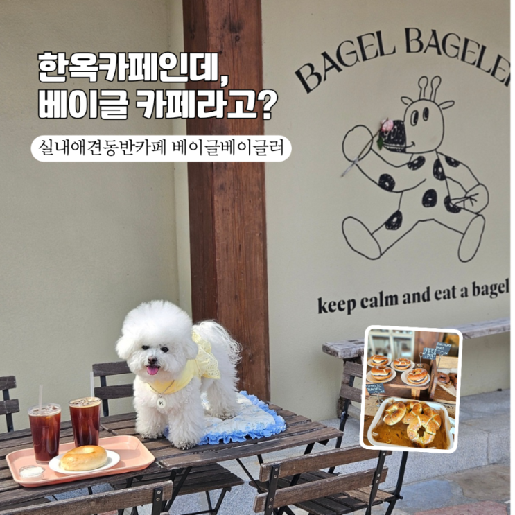  [경주 실내애견동반카페]  뷰맛집 베이글베이글러에서 우리 강아지와 한옥 데이트했어요! 