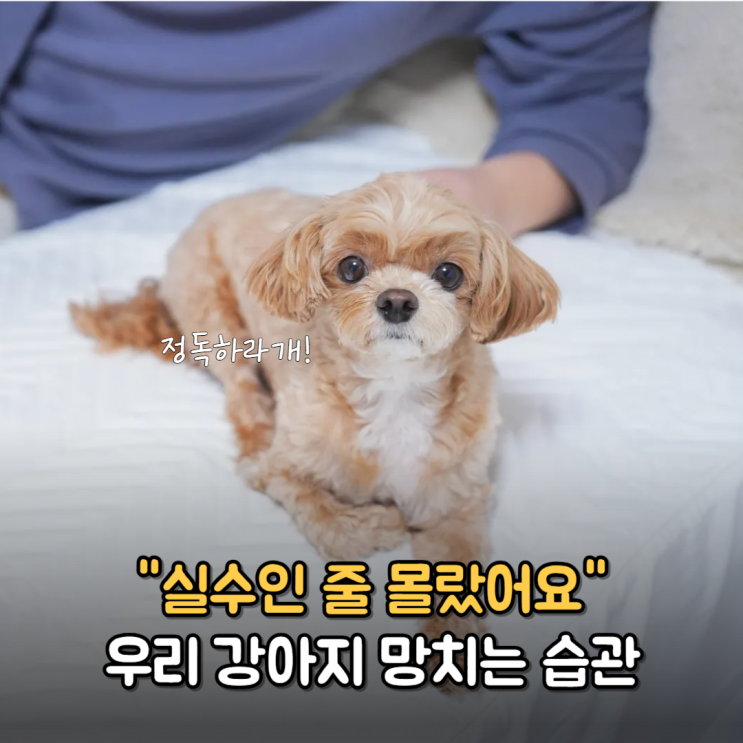  초보 견주들이 가장 많이 하는 치명적인 실수 3가지