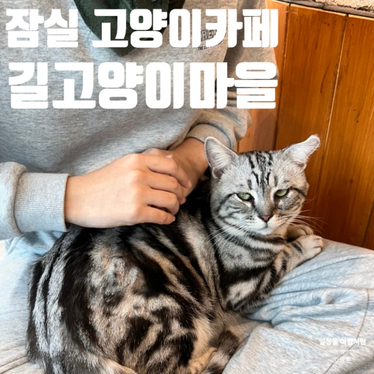  잠실 고양이카페 길고양이마을 잠실점 내돈내산 솔직 후기 | 위치 가격 메뉴 이용 시간 주차