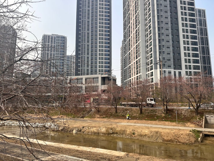  원성천 벚꽃 현황 실시간 26년3월27일