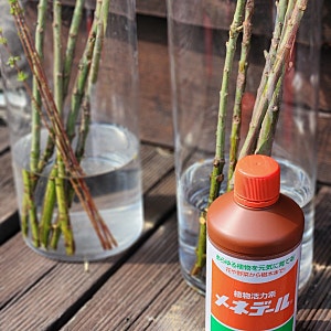 천연 발근제 버드나무 물과 루톤 발근제, 식물 영양제 메네델 용액 사용법(화이트 핑크 샐릭....
