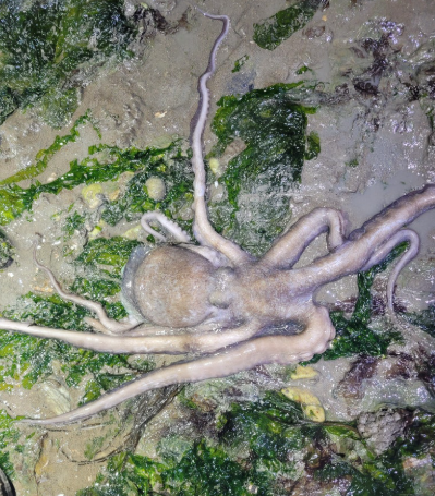  해루질로 잡을 수 있는 고동 조개 낙지 문어 조과 총정리, 잘 나오는 시간대까지 한눈에