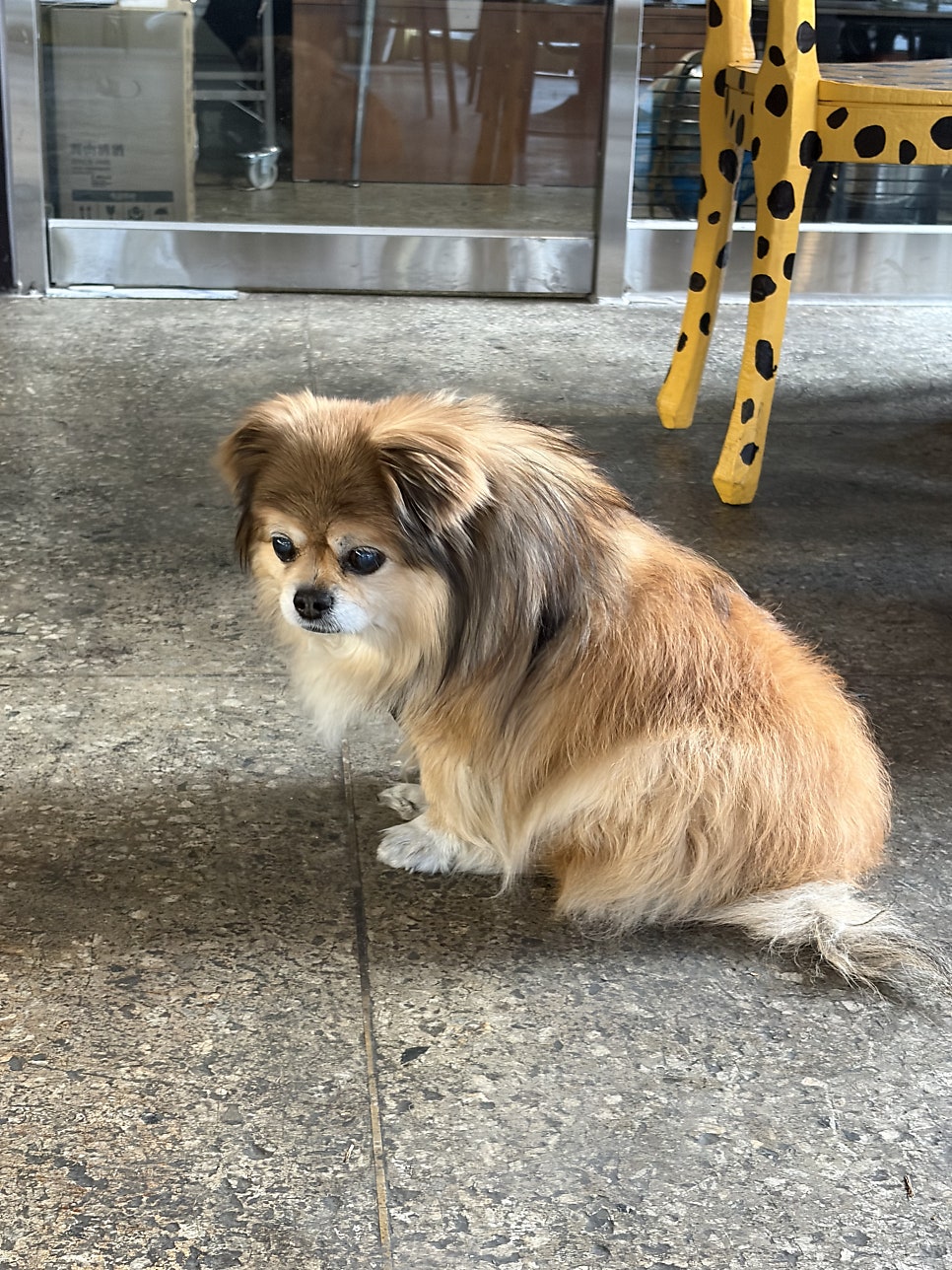 헝그리스패로 사진 2