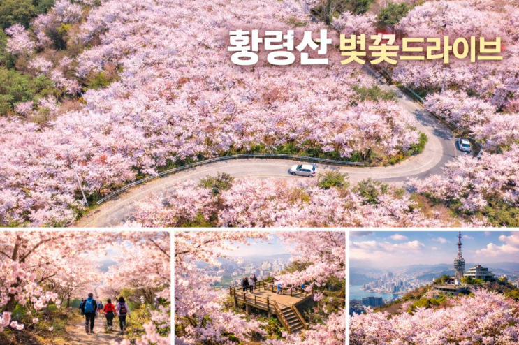  황령산 벚꽃 드라이브, 전망대까지 한번에