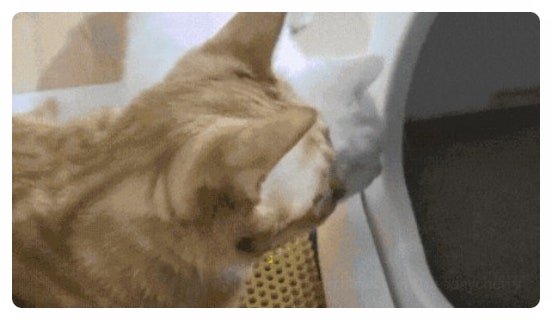  고양이 자동 화장실 30만 원대 후기만 1330건 이상 실시간 카메라 녹화 디클펫 에어로보 C10 Pro 다묘가정 필수템