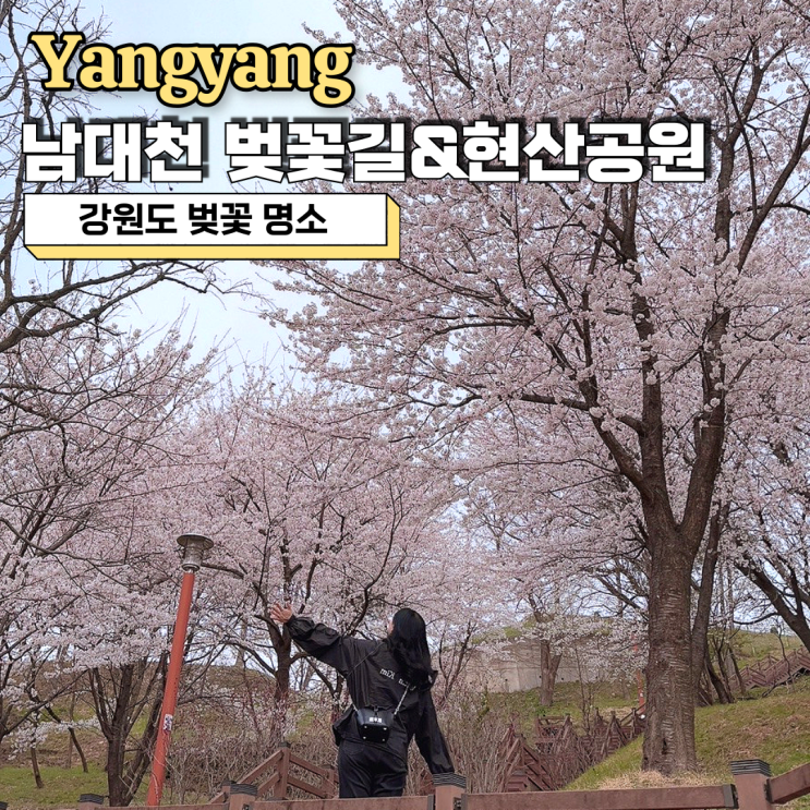  강원도 벚꽃 명소 양양 남대천 벚꽃길 현산공원 봄 산책