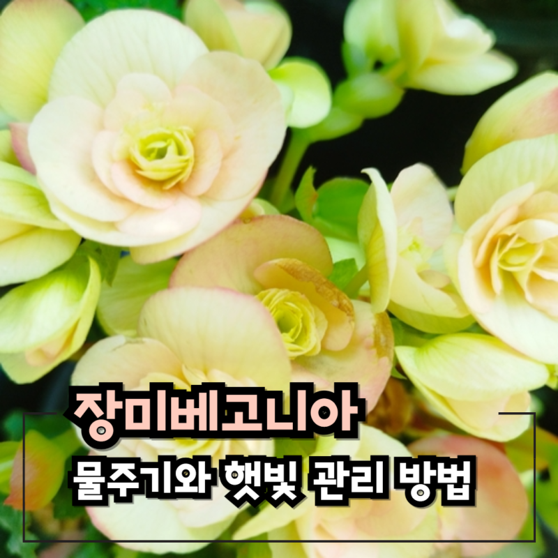 장미베고니아 키우기 물주기와 햇빛 관리 방법