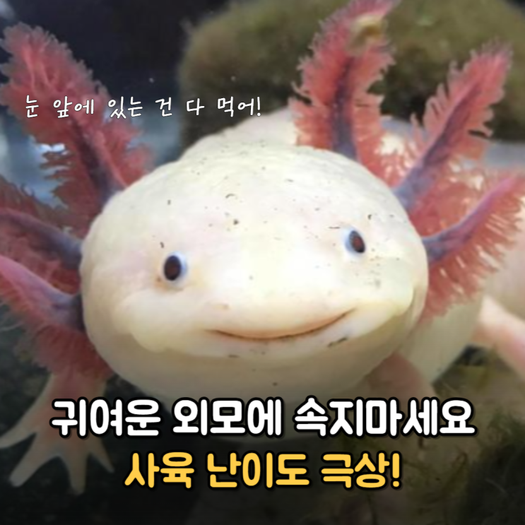  우파루파 도롱뇽 키우기 생각보다 만만치 않은 이유 3가지