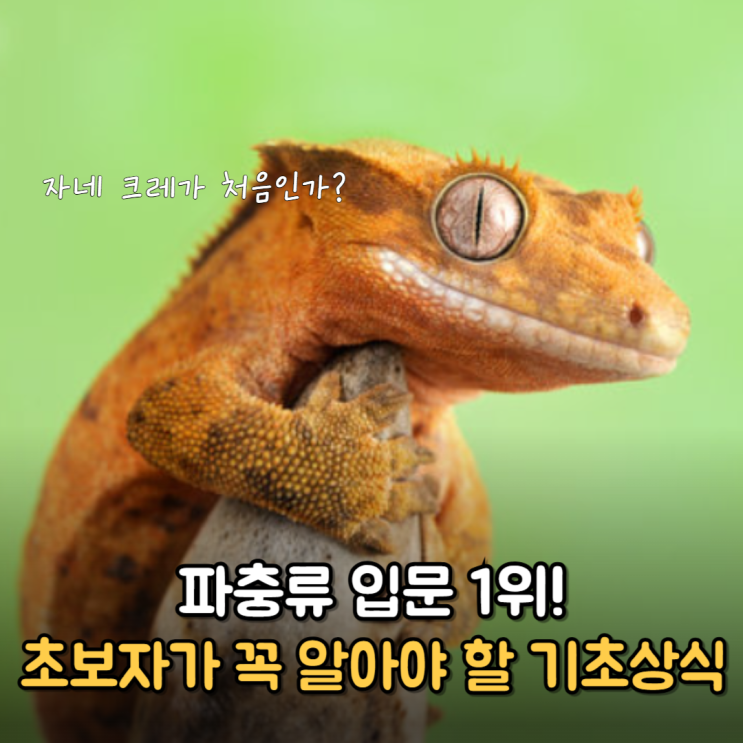  이것만 보면 크레스티드게코 박사! 크레 도마뱀 키우기 완전정복
