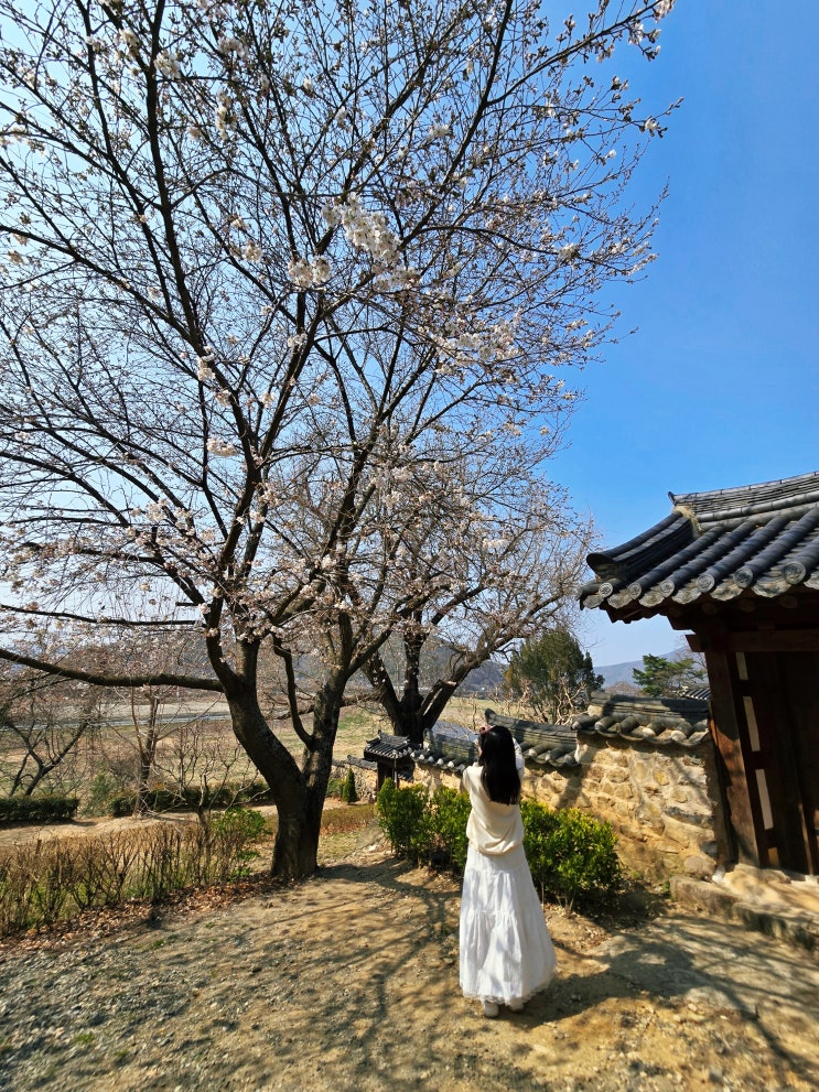  경남 밀양 가볼만한곳 4월 밀양 벚꽃 명소 영남루 금시당 백곡재
