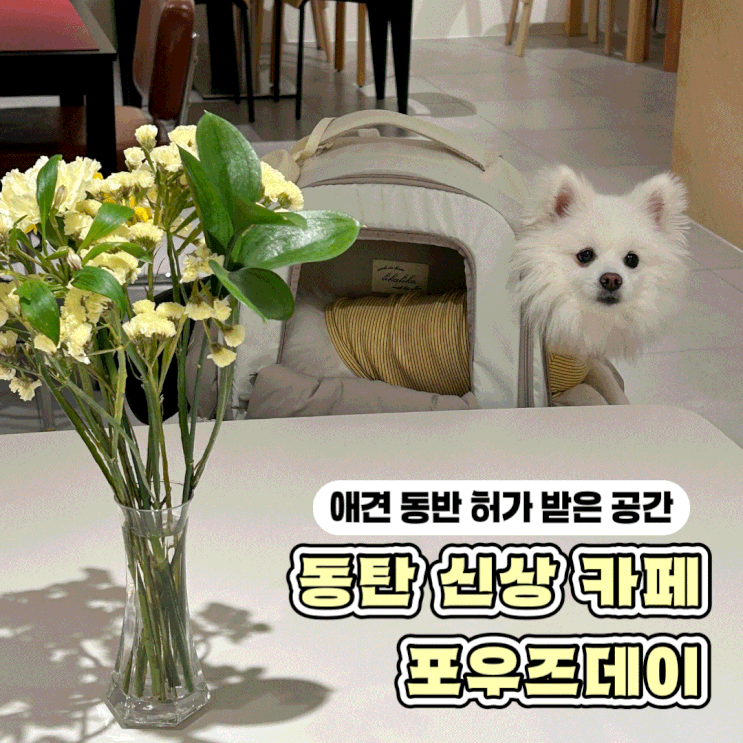  동탄 허가받은 애견 동반 신상 카페 밤까지 운영하는 포우즈데이
