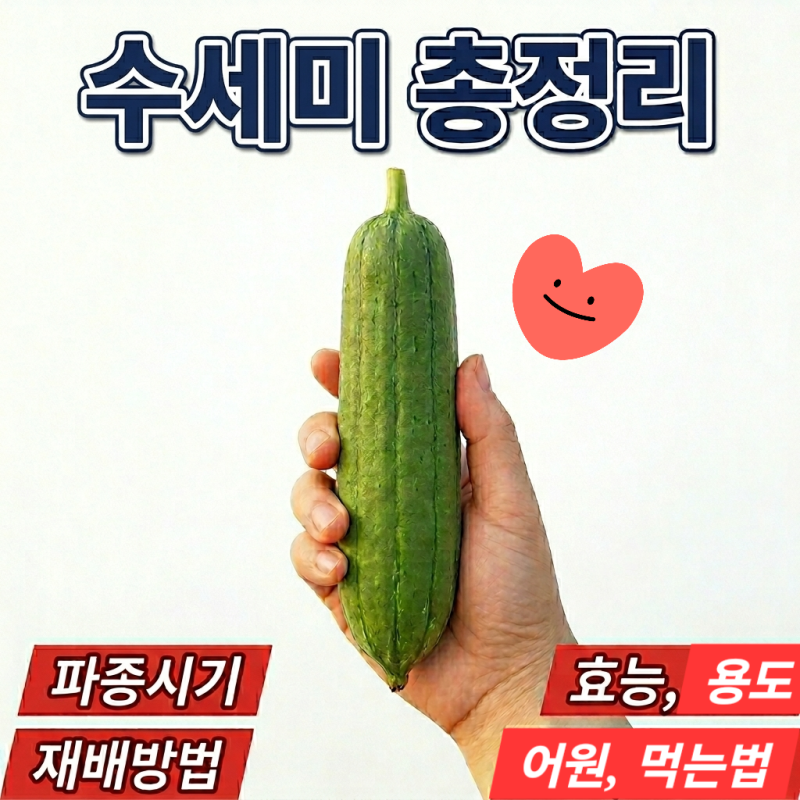 수세미 효능 및 재배방법 총정리 (먹는법·비염·용·파종시기)